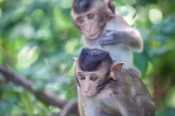 可愛いサル