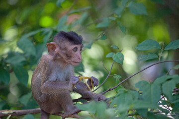 可愛いサル