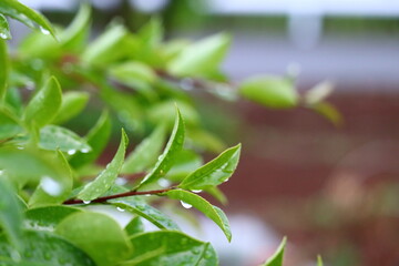 雨上がり、水滴