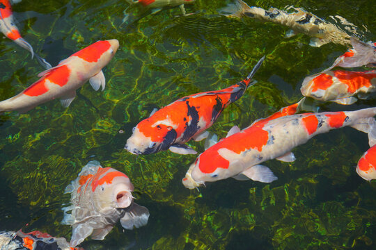 Hình ảnh các chú cá Koi Nhật Bản vô cùng đa dạng và đẹp mắt. Với những bông hoa sen, dòng suối trong khu vườn Nhật, các chú cá Koi trở nên lộng lẫy hơn bao giờ hết. Nếu bạn là tín đồ của cá Koi Nhật Bản, hãy đến và ngắm nhìn những hình ảnh đầy màu sắc này!