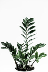 High key image of Zamioculca plant