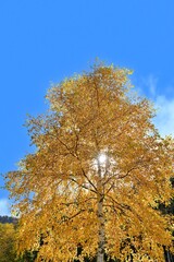 豊平峡ダムでみたきれいな黄葉と光条のコラボ情景＠北海道