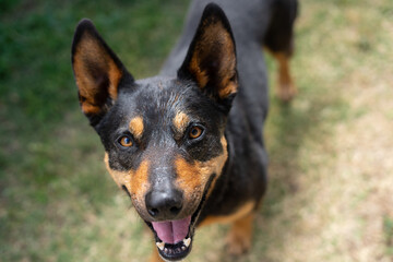 cattle dogs kelpies