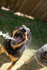 cattle dogs kelpies