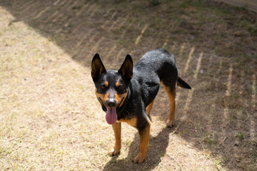 cattle dogs kelpies