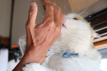 年寄りの手、猫と戦争