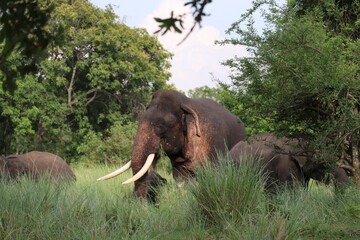 Fototapeta premium Giant Tusker in Minneriya National Park,Sri Lanka