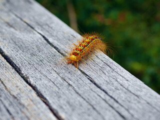 Hairy Gypsy Moth caterpillar on the wood