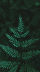 fern plant, wallpaper