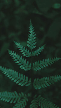 fern plant, wallpaper