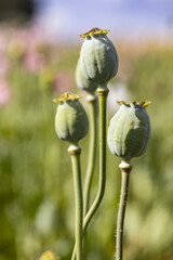 Closed bud of a poppy flower