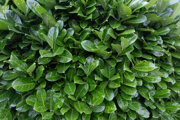 Green Photinia Fraseri leaves