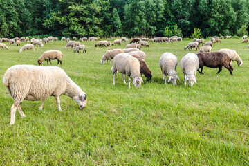 Fototapeta na wymiar Sheeps on a meadow