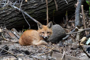 Young red fox kit resting in a woodpile.  Brown background of tree bark and branches.