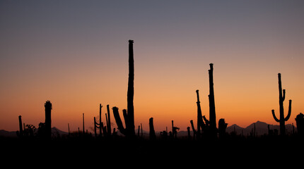 Sunset at Saguaro National Park
