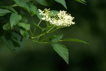 white elderberry flowers among green leaves
