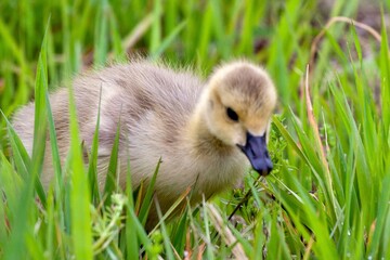 baby duck in the grass