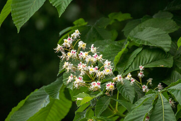white chestnut flowers among green leaves © Paulina
