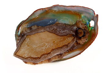 Abalone shellfish on a white background