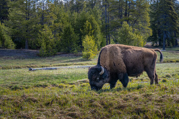 2021-05-09 A LARGE MALE BISON GRAZING IN A LUSH GREEN MEADOW IN WYOMING