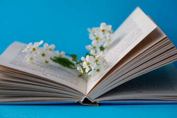 Open book with blossom branch of bird cherry tree with white flowers on bright blue paper...