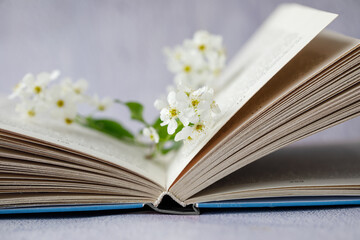 Open book with blossom branch of bird cherry tree with white flowers on grey concrete background. Horizontal, side view.