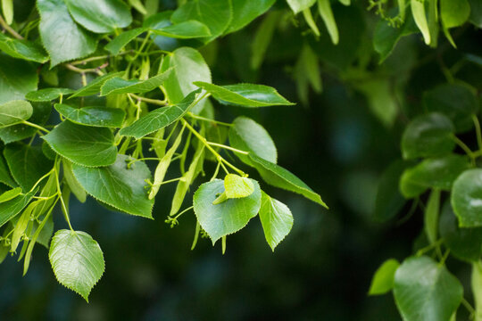 green linden leaves with linden flowers against the backdrop of green nature
