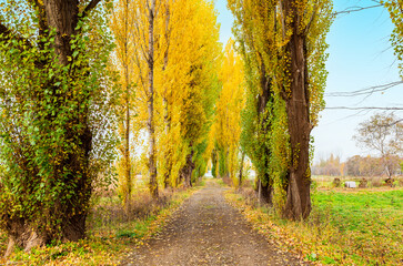 秋の北海道　北大　ポプラ並木