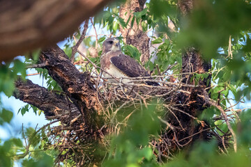 Swainsons Hawk Buteo swainsoni  Building a Nest