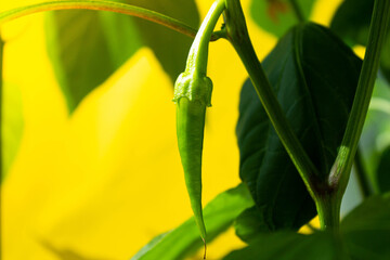 Hot chili pods. Green pepper pod. Hot pepper on a branch.