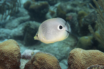 Fototapeta na wymiar Foureye Butterflyfish on Caribbean Coral Reef