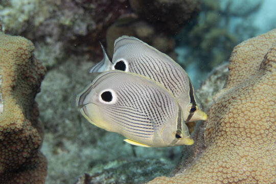 Foureye Butterflyfish on Caribbean Coral Reef