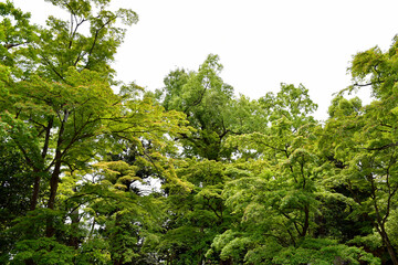 新緑のお寺の境内
