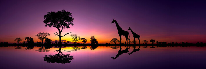 Panorama silhouette Giraffe family and silhouette tree in africa with sunset.Tree silhouetted against a setting sun reflection on water.Typical african sunset with acacia trees in Masai Mara. © noon@photo