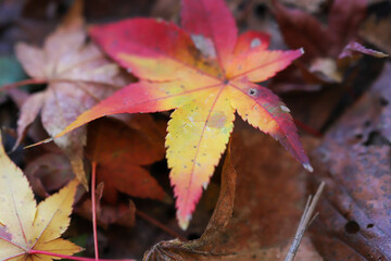 日本楓の落葉