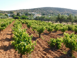 Fototapeta na wymiar A vineyard in the spring, in Attica, Greece