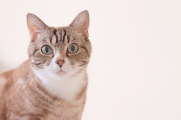 Fototapeta premium まっすぐ見つめる可愛いトラ猫