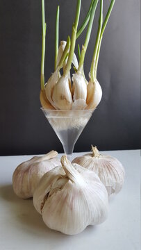 A head of garlic growing in a mini glass of water. The green sprouts can be seen growing up out of the grains of garlic and the plant has three heads of garlic at the base of the glass. 