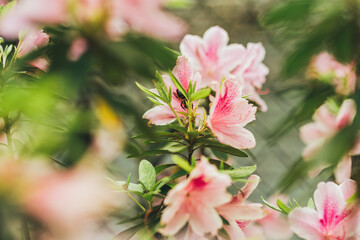 pink flowers in the garden