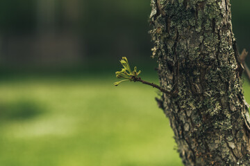 leaves on a tree