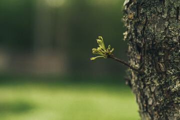 leaves on a tree