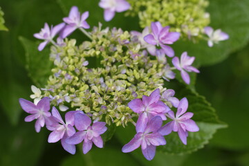 Fototapeta premium アジサイ