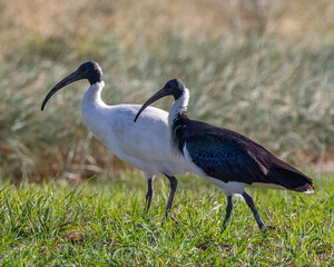 Australian White Ibis (Threskiornis molucca) & Straw-necked Ibis (Threskiornis spinicollis) - NSW, Australia