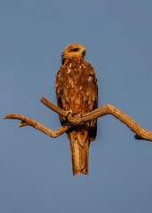 Black Kite (Milvus migrans) perched on a branch in early morning light - Lake Benanee, NSW, Australia
