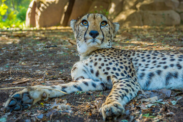 cheetah