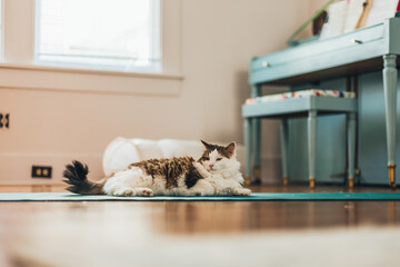 Cat on a yoga mat