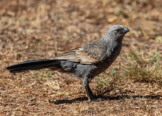 Obraz premium Apostlebird (Struthidea cinerea) foraging for food in the dirt - NSW, Australia