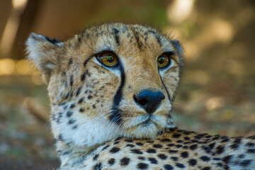 cheetah