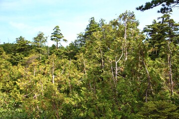 志賀高原の夏。四十八池湿原：志賀山と鉢山の間にある湿原、四十八という名だが実際には約60の池塘がある。