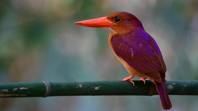 rufous or ruddy kingfisher calmly perching on bamboo branch during migration through Bangkok city garden